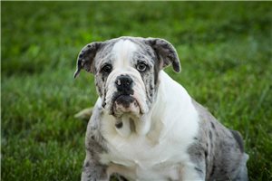 Alana - English Bulldog for sale
