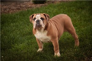 Bristol - English Bulldog for sale