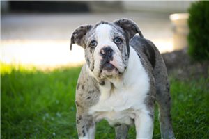 Alana - English Bulldog for sale