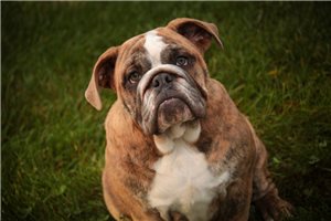 Bonnie - English Bulldog for sale