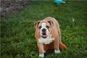 Bristol - English Bulldog for sale