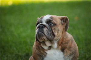 Bonnie - English Bulldog for sale