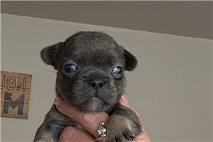 Tank - French Bulldog, placed in Oklahoma City