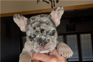 Moxie - French Bulldog, placed in Oklahoma City