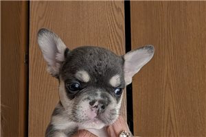 Maverick - French Bulldog, placed in Oklahoma City