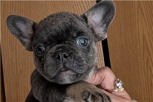 Midnight - French Bulldog, placed in Oklahoma City