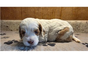 Sariah - Cockapoo, placed in Southeast Missouri