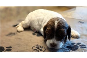 Kia - Cockapoo, placed in Southeast Missouri