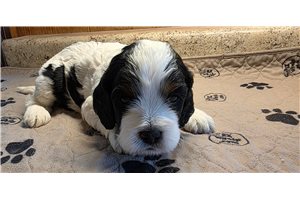 Clea - Cockapoo, placed in Southeast Missouri