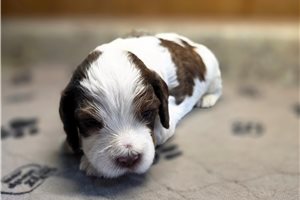 Jackson Jesse - Cockapoo, placed in Southeast Missouri