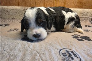 John Booker - Cockapoo, placed in Southeast Missouri