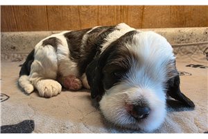 Tink - Cockapoo, placed in Southeast Missouri