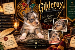 Gilderoy- Green - Miniature American Shepherd, placed in Central Michigan