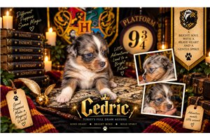 Cedric-Yellow - Miniature American Shepherd, placed in Central Michigan