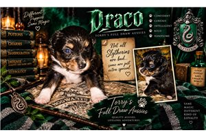 Draco- Blue - Miniature American Shepherd, placed in Central Michigan