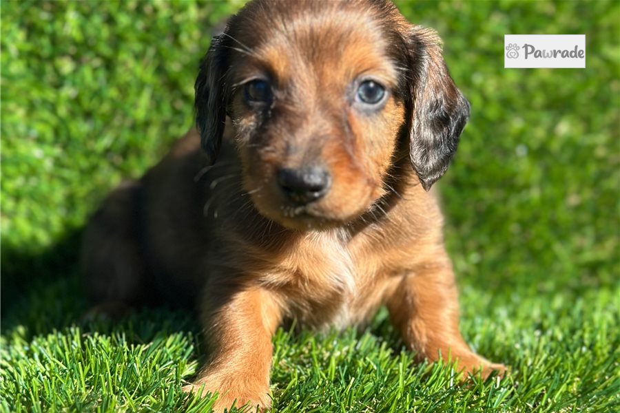 Adam, male Tweenie Dachshund puppy for sale