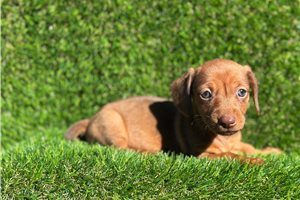 Ashlee - Tweenie Dachshund for sale