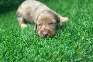 Anya - puppy for sale