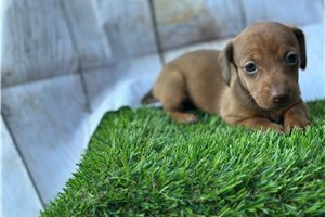 Ashlee - Tweenie Dachshund for sale