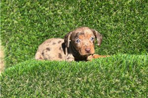 Amber, a Tweenie Dachshund puppy
