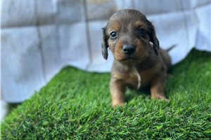 Adam - Tweenie Dachshund for sale