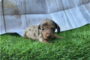 Amber - Tweenie Dachshund for sale