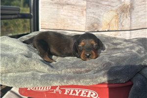 Alissa - puppy for sale