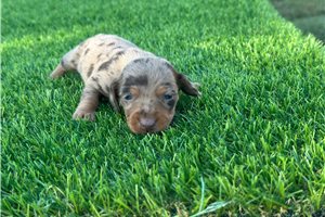 Amber - puppy for sale