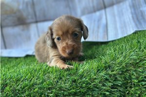 Anya - Tweenie Dachshund for sale