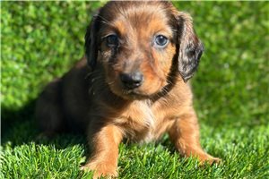 Adam, a Tweenie Dachshund puppy