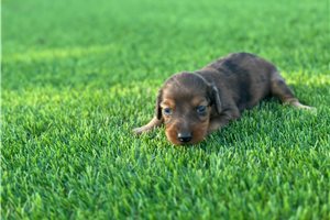 Adam - Tweenie Dachshund for sale