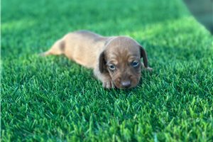 Ashlee - Tweenie Dachshund for sale