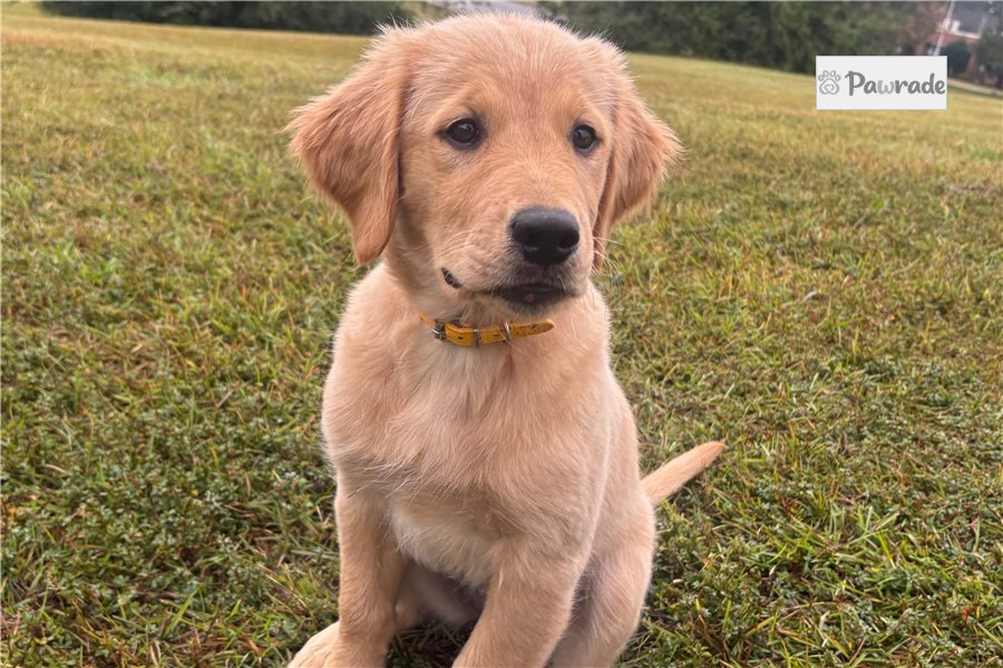 Athena - Golden Retriever for sale