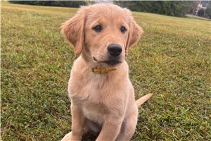 Athena - Golden Retriever for sale