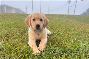 Archer - Golden Retriever for sale