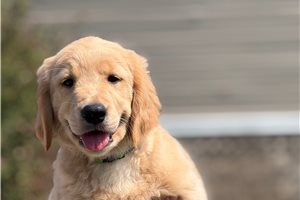 April - Golden Retriever for sale
