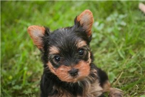 Stephan - Yorkshire Terrier - Yorkie, placed in South Bend / Michiana