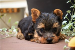 Damon - Yorkshire Terrier - Yorkie, placed in South Bend / Michiana