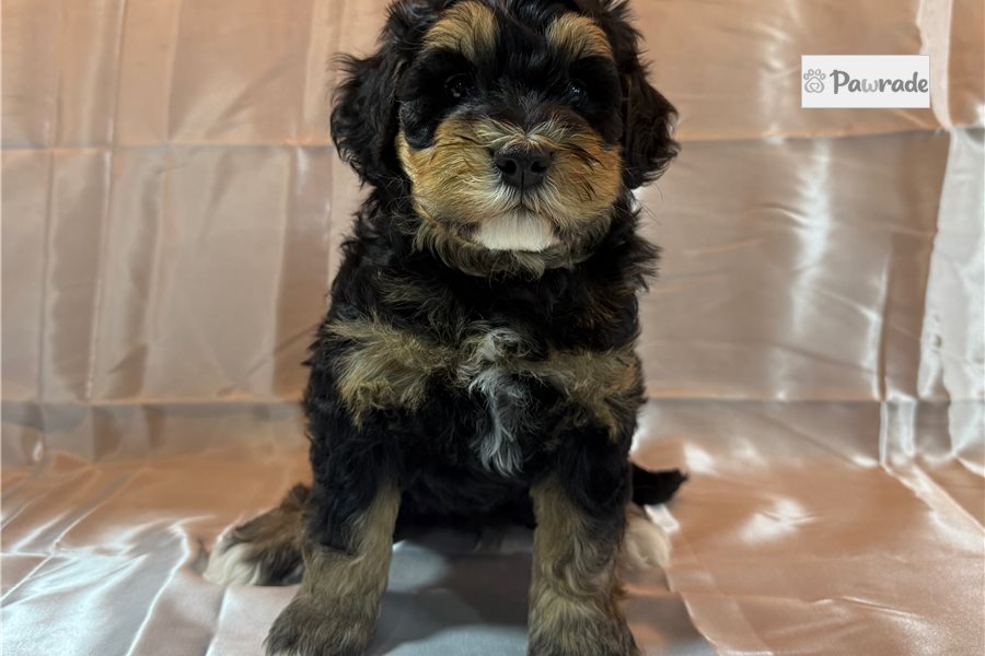 Sinclair - Mini Bernedoodle for sale