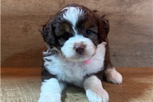 Jenny - Aussiedoodle for sale