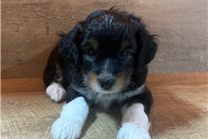 Jairo - Aussiedoodle for sale
