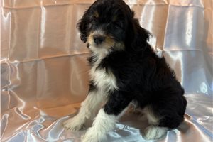 Jairo - Aussiedoodle for sale