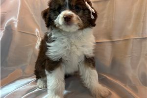 Jenny - Aussiedoodle for sale