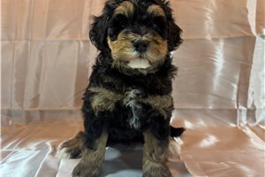 Sinclair, a Mini Bernedoodle puppy