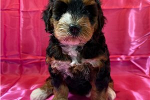 Sheena - puppy for sale