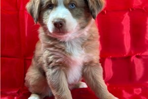 Valor - Miniature Australian Shepherd for sale