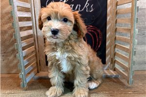 Kelsey - puppy for sale