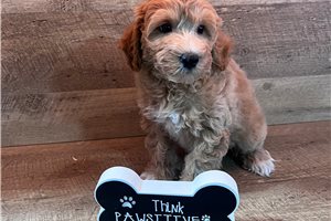 Kenji - Schnoodle for sale