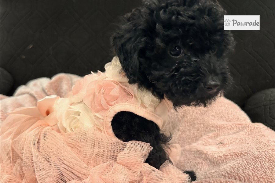 Kourtney - Miniature Poodle for sale