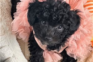 Krissie - Miniature Poodle for sale